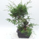 Outdoor bonsai - Juniperus chinensis Itoigawa - chiński jałowiec - 4/5