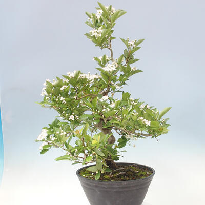 Outdoor bonsai - głóg - Crataegus cuneata - 4