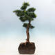 Outdoor bonsai -Larix decidua - Modrzew liściasty - 4/6