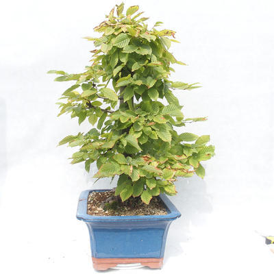 Outdoor bonsai -Carpinus betulus - Grab - 4