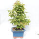 Outdoor bonsai -Carpinus betulus - Grab - 4/5
