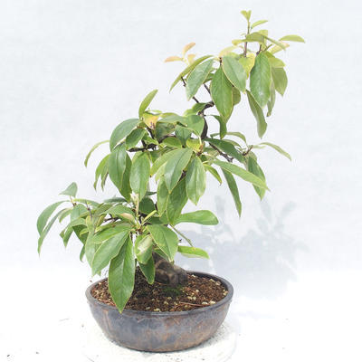 Outdoor bonsai - Pseudocydonia sinensis - Pigwa chińska - 4