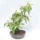 Outdoor bonsai - Pseudocydonia sinensis - Pigwa chińska - 4/5