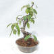 Outdoor bonsai - Pseudocydonia sinensis - Pigwa chińska - 4/5