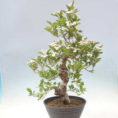 Outdoor bonsai - głóg - Crataegus cuneata - 4