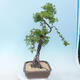 Outdoor bonsai -Larix decidua - modrzew - 4/5