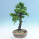 Outdoor bonsai -Larix decidua - modrzew - 4/6