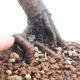 Outdoor bonsai - Pinus sylvestris - Sosna zwyczajna - 4/4