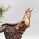 Outdoor bonsai - Pinus sylvestris - Sosna zwyczajna - 4/4