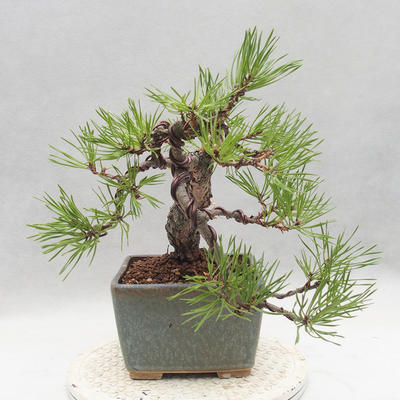 Outdoor bonsai - Pinus sylvestris - Sosna zwyczajna - 4