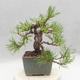 Outdoor bonsai - Pinus sylvestris - Sosna zwyczajna - 4/5
