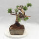 Outdoor bonsai - Pinus Mugo - Klęcząca Sosna - 4/5