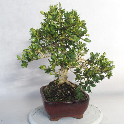 Outdoor bonsai - bukszpan - 4
