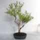 Outdoor bonsai- ziele dziurawca - Hypericum - 4/6