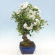 Outdoor bonsai - Malus halliana - Jabłoń drobnoowocowa - 4/5
