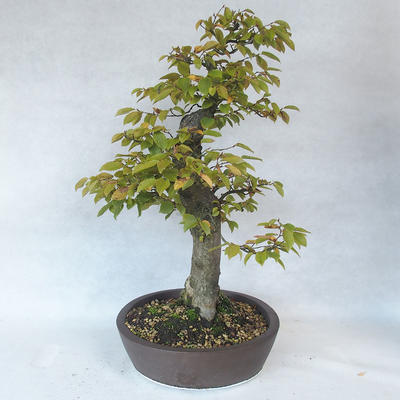 Outdoor bonsai - grab - Carpinus betulus - 4