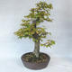 Outdoor bonsai - grab - Carpinus betulus - 4/5