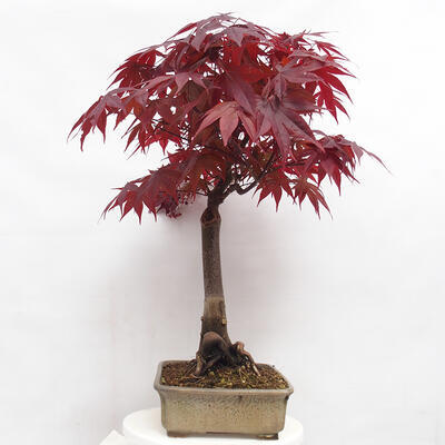 Bonsai zewnętrzne - Acer palmatum Atropurpureum - Klon palmowy czerwony - 4