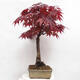 Bonsai zewnętrzne - Acer palmatum Atropurpureum - Klon palmowy czerwony - 4/7
