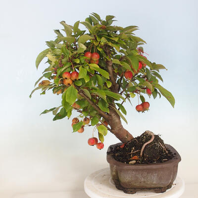Bonsai ogrodowe - Malus halliana - Jabłoń drobnoowocowa - 4