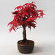 Outdoor bonsai - Klon palmatum DESHOJO - Klon japoński - 4/5