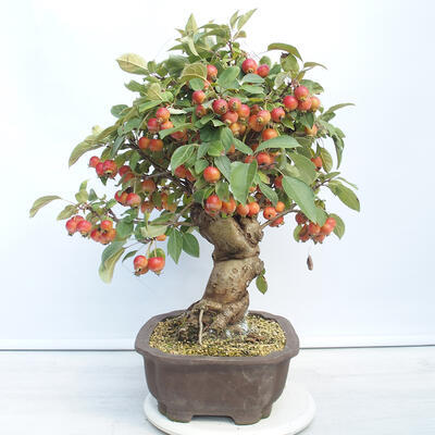 Outdoor bonsai -Malus Halliana - owocach jabłoni - 4