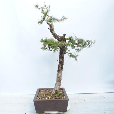 Outdoor bonsai -Larix decidua - Modrzew liściasty - 4