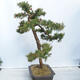 Outdoor bonsai -Larix decidua - Modrzew liściasty - 4/5