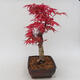 Outdoor bonsai - Klon palmatum DESHOJO - Klon japoński - 4/5