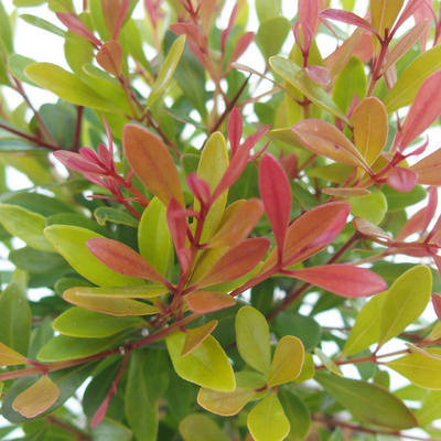 Kryty bonsai Syzygium -Pimentovník - 4
