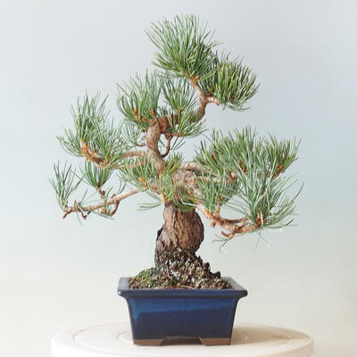Bonsai ogrodowe - Pinus parviflora - sosna drobnokwiatowa - 4