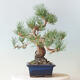 Bonsai ogrodowe - Pinus parviflora - sosna drobnokwiatowa - 4/4