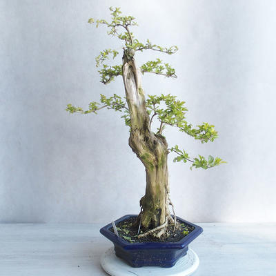 Kryty bonsai - Duranta erecta aurea - 4