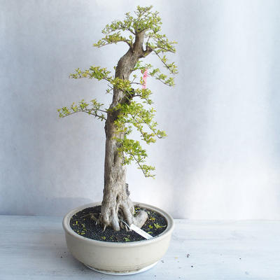 Kryty bonsai - Duranta erecta aurea - 4