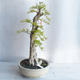 Kryty bonsai - Duranta erecta aurea - 4/5