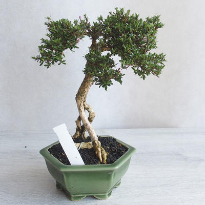 Kryte bonsai - Serissa japonica - drobnolistna - 4
