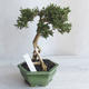 Kryte bonsai - Serissa japonica - drobnolistna - 4/6