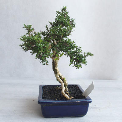 Kryte bonsai - Serissa japonica - drobnolistna - 4