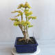 Kryty bonsai -Ligustrum Aurea - dziób ptaka - 4/6