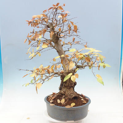 Bonsai plenerowe - Carpinus Coreana - grab koreański - 4