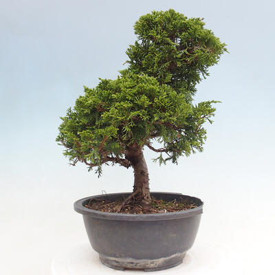 Outdoor bonsai - Juniperus chinensis Itoigawa - Jałowiec chiński - 4