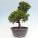 Outdoor bonsai - Juniperus chinensis Itoigawa - Jałowiec chiński - 4/4