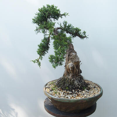 Bonsai outdoor - Juniperus chinensis - Jałowiec chiński Chinese - 4