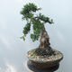 Bonsai outdoor - Juniperus chinensis - Jałowiec chiński Chinese - 4/5