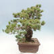 Bonsai ogrodowe - Pinus parviflora - sosna drobnokwiatowa - 4/5