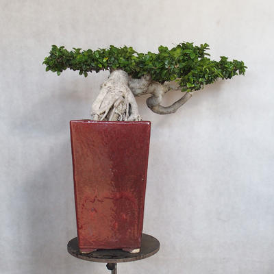 Pokój bonsai - Ficus nitida - mały ficus - 4