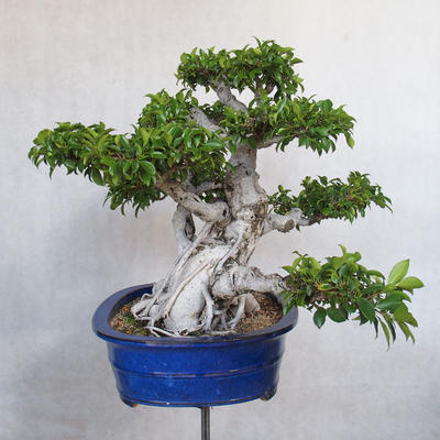 Pokój bonsai - kimono Ficus - mały ficus - 4