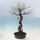 Outdoor bonsai - morela japońska - Prunus Mume - 4/6