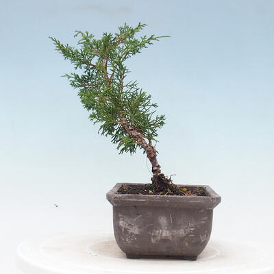 Outdoor bonsai - Juniperus chinensis Itoigawa-jałowiec chiński - 4