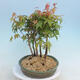 Acer palmatum - klon - gaj - 4/4